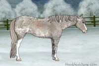 Horse Color:Silver Black Ice Sabino 