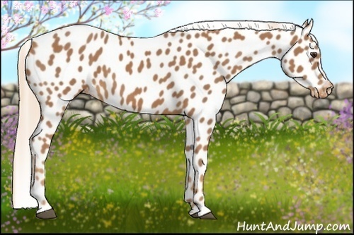 Horse Color:Chestnut Appaloosa 