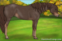 Horse Color:Liver Red Roan 