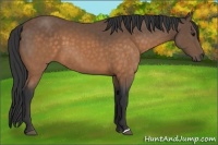 Horse Color:Buckskin 