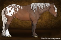 Horse Color:Silver Brown Appaloosa 
