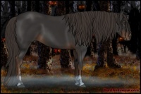 Horse Color:Liver Chestnut Sabino