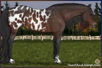 Horse Color:Bay Sabino Appaloosa