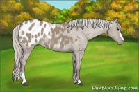 Horse Color:Silver Grullo Sabino Appaloosa Rabicano