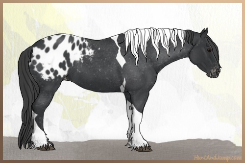 Horse Color:Blue Roan Tobiano Varnish