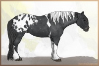 Horse Color:Blue Roan Tobiano Varnish
