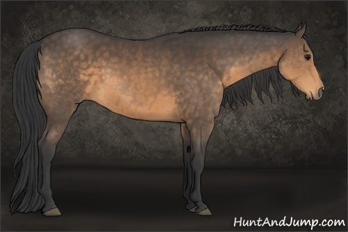 Horse Color:Buckskin 