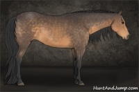 Horse Color:Buckskin 