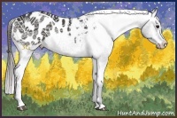 Horse Color:Black Sabino Appaloosa Rabicano