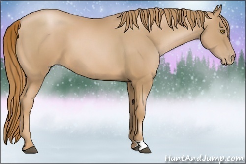 Horse Color:Chestnut Pearl