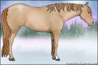 Horse Color:Chestnut Pearl