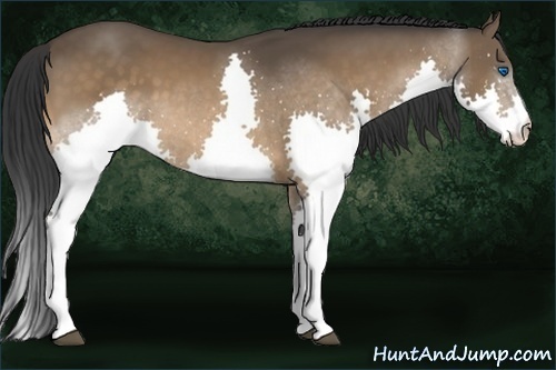 Horse Color:Bay Splash 