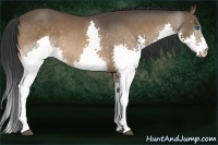 Horse Color:Bay Splash 