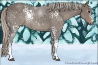 Horse Color:White Spotted Silver Black Sabino 