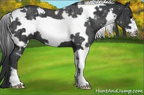 Horse Color:White Spotted Black Frame 