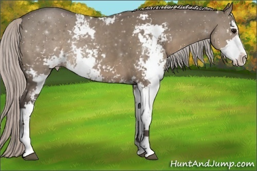 Horse Color:Silver Grullo Sabino 