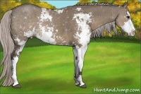 Horse Color:Silver Grullo Sabino 