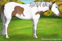 Horse Color:Buckskin Splash Tobiano 