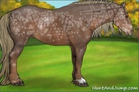 Horse Color:Liver Chestnut Ice Rabicano