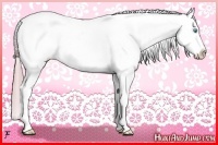Horse Color:Watercolor Buckskin Pearl Splash Snowcap