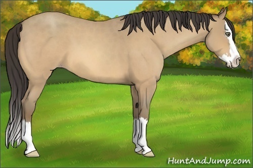 Horse Color:Amber Cream Champagne Roan Splash
