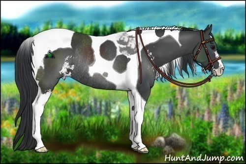 Horse Color:Black Sabino Tobiano Rabicano 