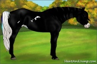 Horse Color:Silver Blue Onyx Ice Appaloosa
