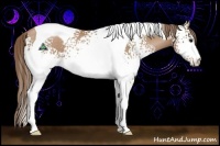 Horse Color:White Spotted Black Pearl Tobiano Rabicano 