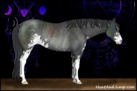 Horse Color:Black Sabino Rabicano 