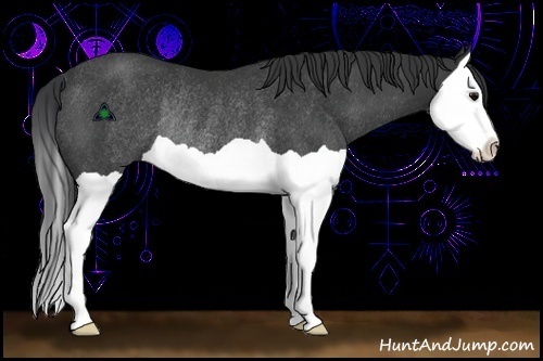 Horse Color:Black Splash Rabicano 