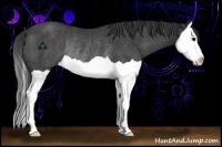 Horse Color:Black Splash Rabicano 