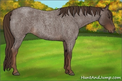 Horse Color:Liver Red Roan Sabino