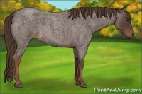 Horse Color:Liver Red Roan Sabino 