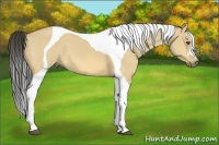 Horse Color:Buckskin Dun Tobiano 