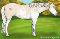 Horse Color:Silver Buckskin Pearl Sabino 