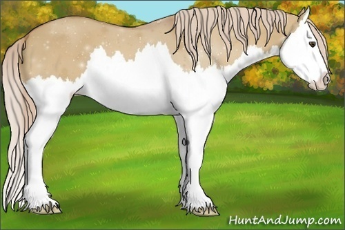 Horse Color:Palomino Dun Sabino Splash 