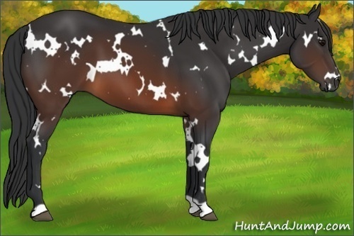 Horse Color:White Spotted Brown 