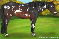 Horse Color:White Spotted Brown 