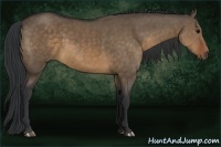 Horse Color:Brown Dun 