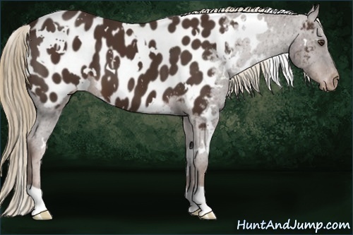 Horse Color:White Spotted Liver Chestnut Near Leopard 