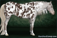 Horse Color:White Spotted Liver Chestnut Appaloosa 