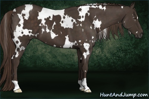Horse Color:White Spotted Liver Chestnut 