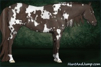 Horse Color:White Spotted Liver Chestnut 