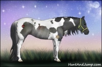 Horse Color:Black Tobiano Rabicano 