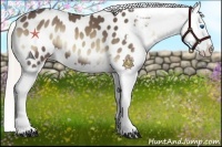 Horse Color:Silver Smoky Blue Onyx Splash Appaloosa 