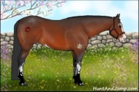 Horse Color:Bay Sabino