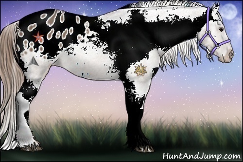 Horse Color:White Spotted Buckskin Tobiano Appaloosa 