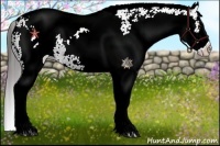Horse Color:White Spotted Black Snowcap 
