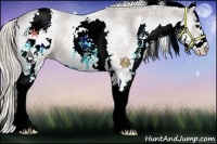 Horse Color:White Spotted Silver Bay Sabino Appaloosa 