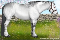 Horse Color:White Spotted Bay Chinchilla Rabicano